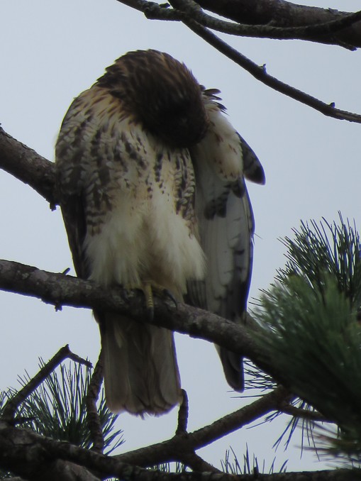 Red-tailed Hawk - ML121307631