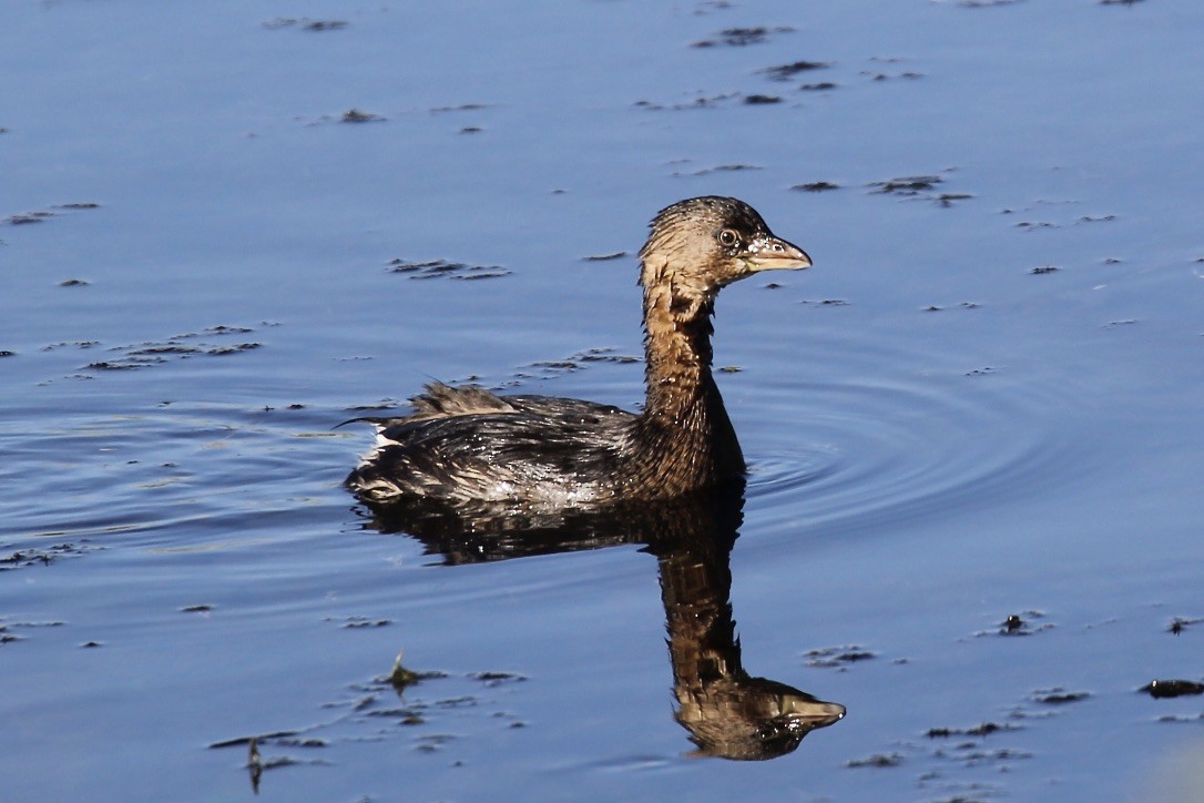Pied-billed Grebe - Irvin Pitts