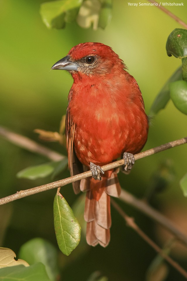 Hepatic Tanager - ML121313511