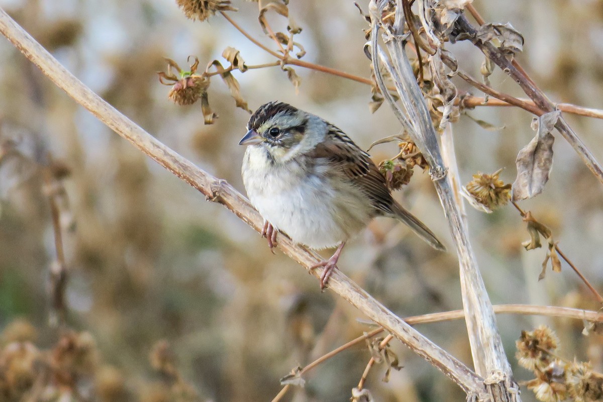 Swamp Sparrow - Rishi Palit