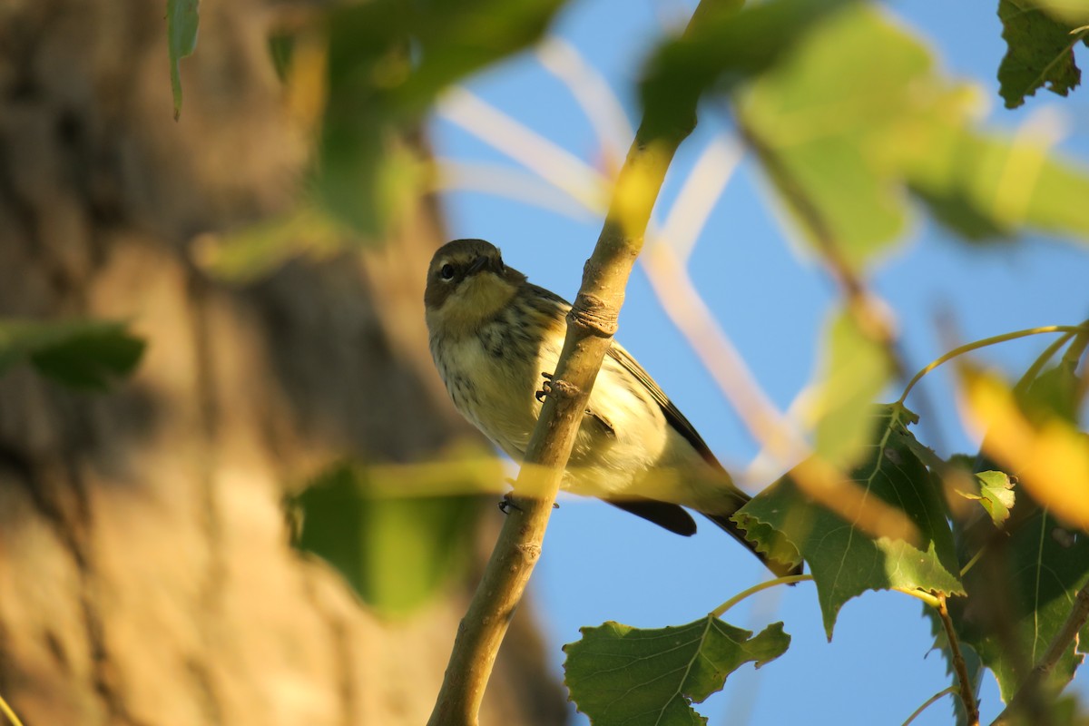 Yellow-rumped Warbler - Rishi Palit