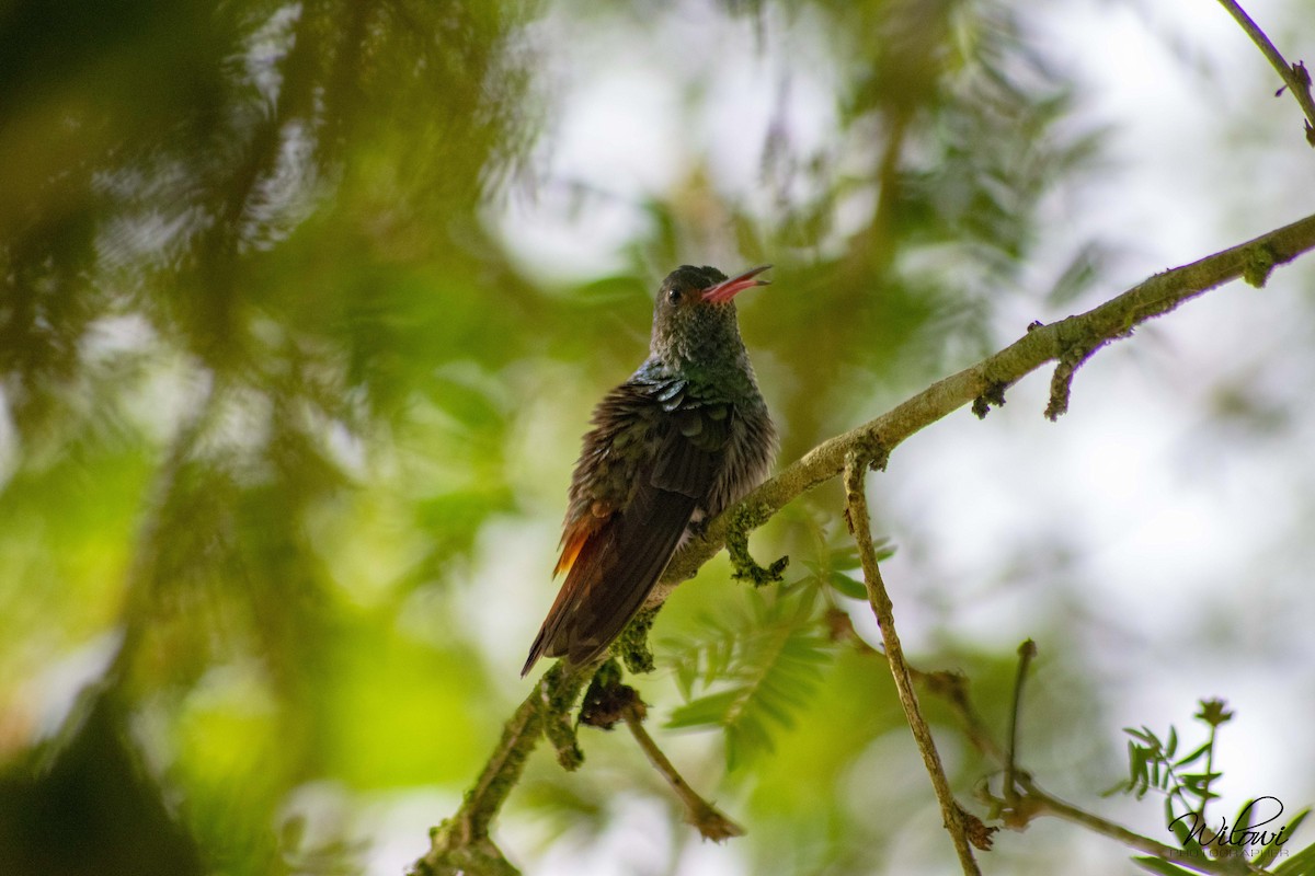 Rufous-tailed Hummingbird - wilson ortega