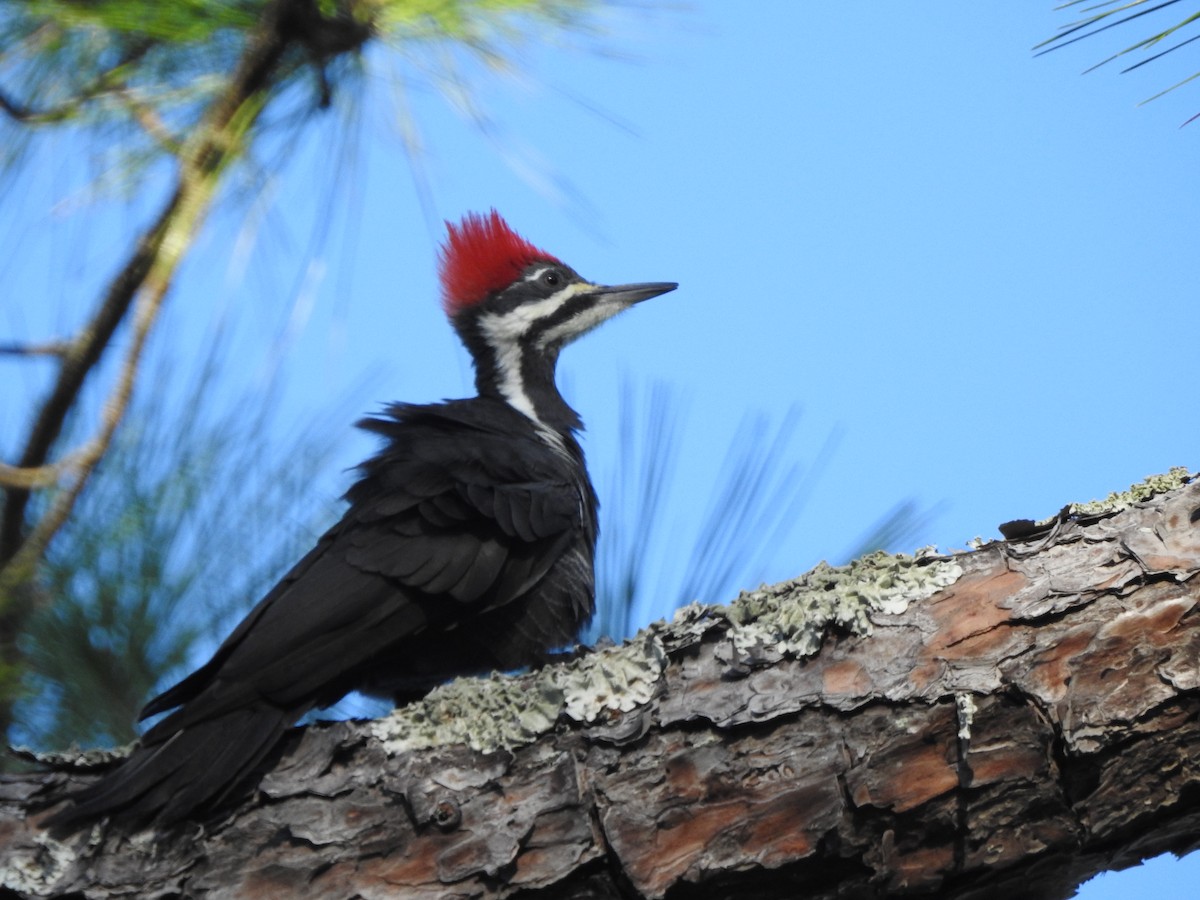 Pileated Woodpecker - Brett Moyer_