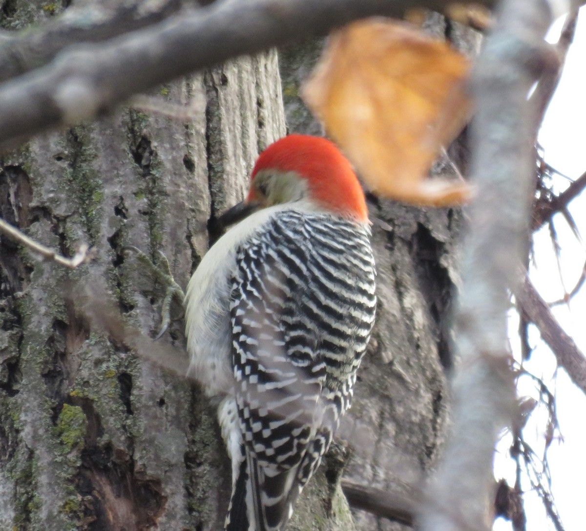 Red-bellied Woodpecker - Fred Pratt