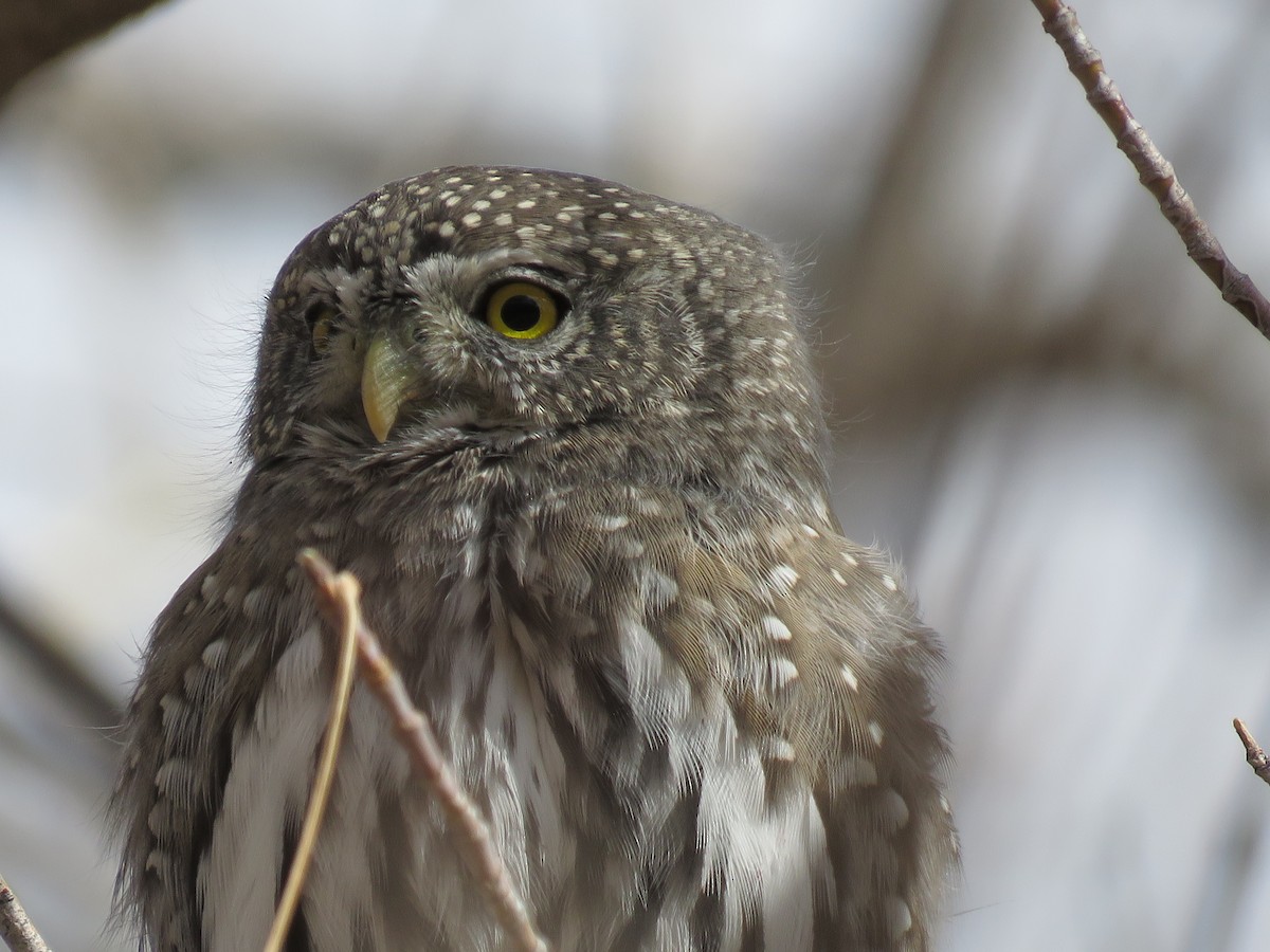Northern Pygmy-Owl (Rocky Mts.) - Bryant Olsen