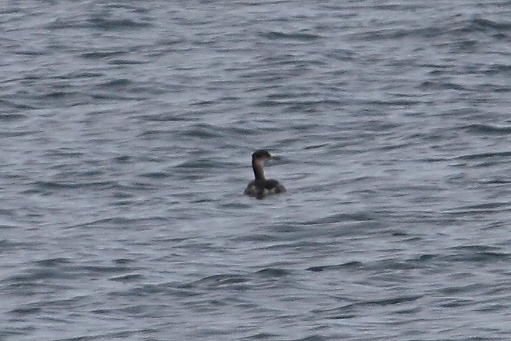 Red-necked Grebe - ML121322191