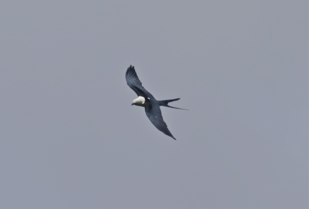Swallow-tailed Kite - ML121323481