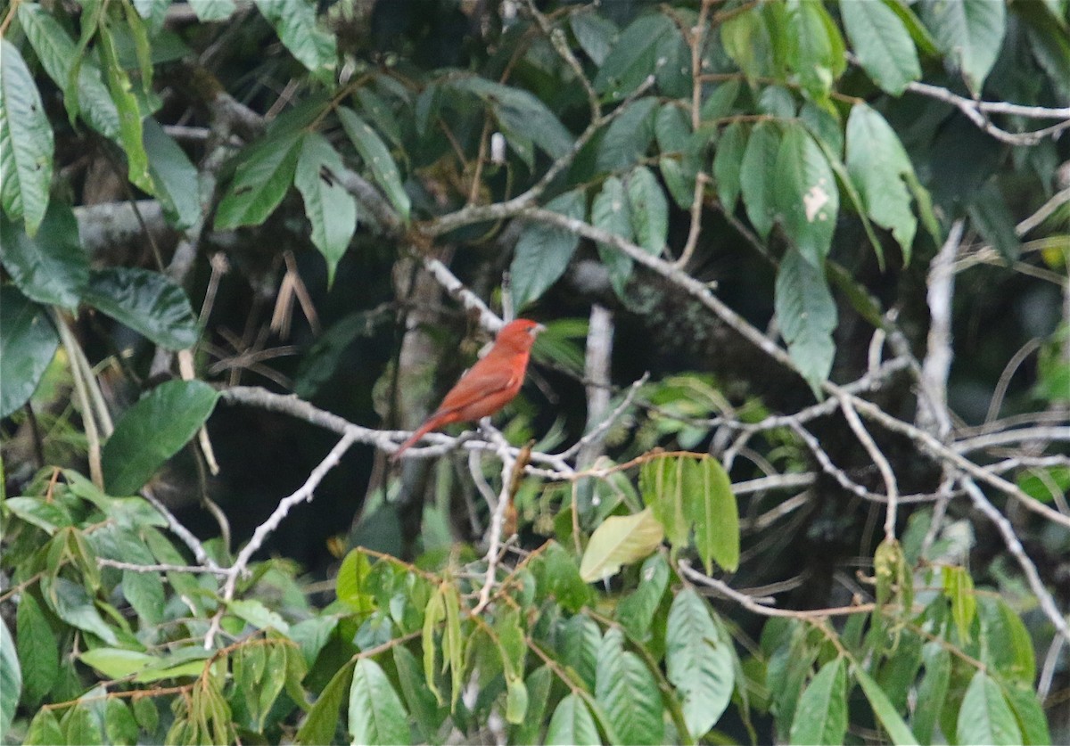 Hepatic Tanager - ML121323581