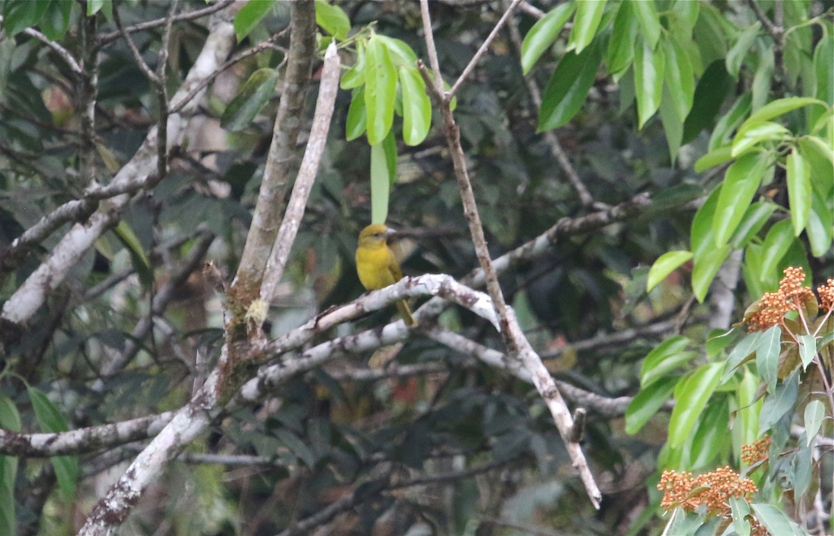 Hepatic Tanager - ML121323831
