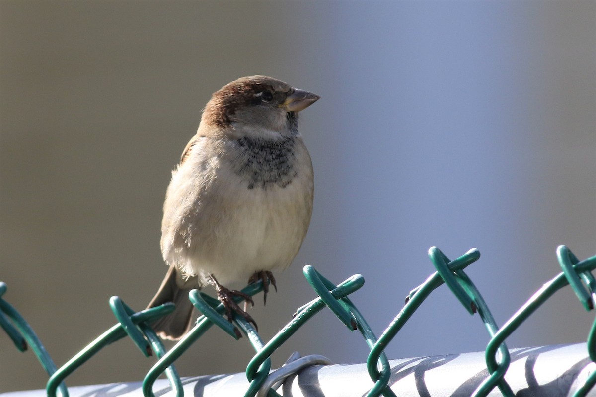 House Sparrow - ML121324281