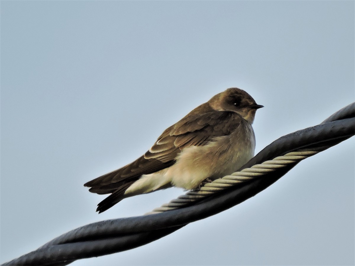 Northern Rough-winged Swallow - Eric Michael