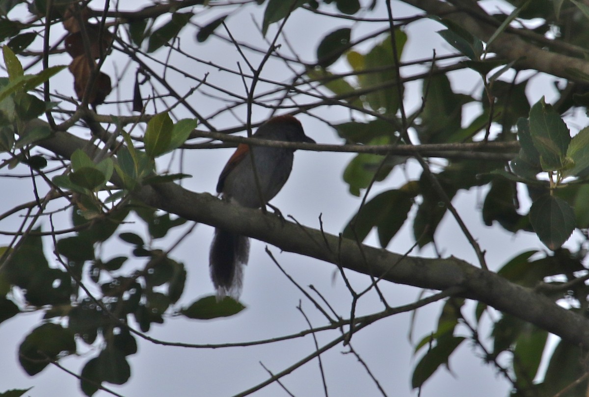 Cinereous-breasted Spinetail - Gil Ewing