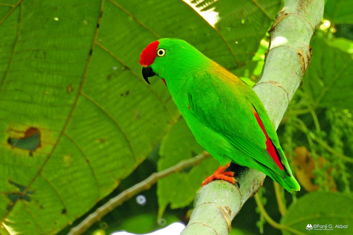 Sulawesi Hanging-Parrot - Panji Gusti Akbar