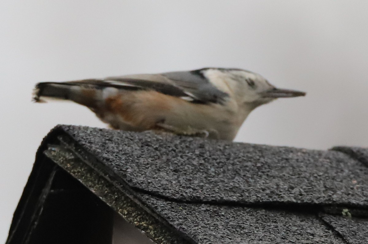 White-breasted Nuthatch - Walter Thorne