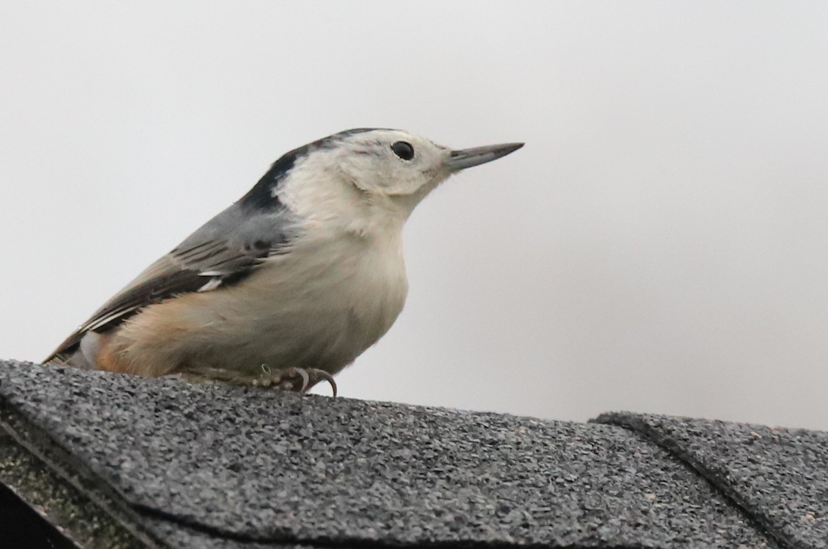 White-breasted Nuthatch - ML121329131