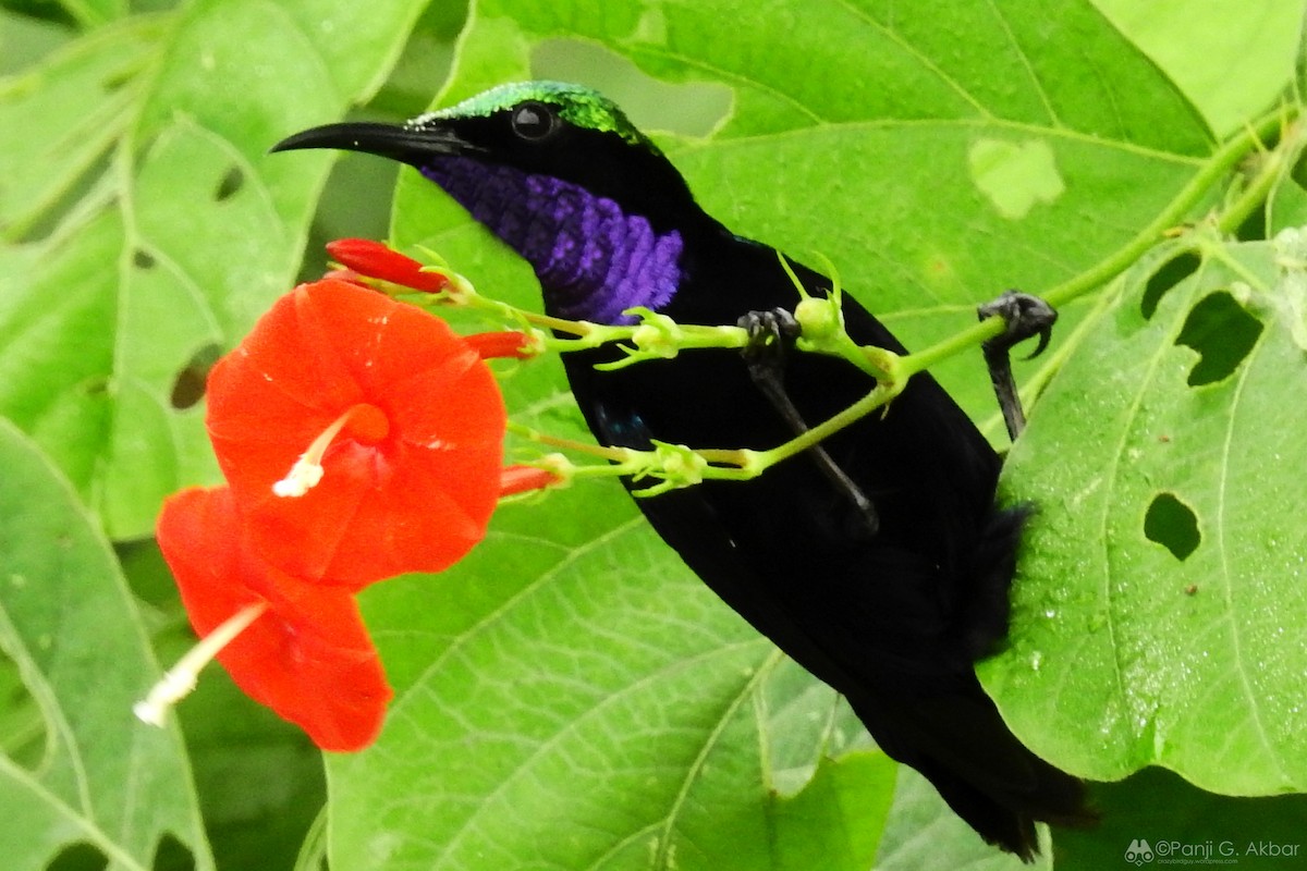 Black Sunbird - Panji Gusti Akbar