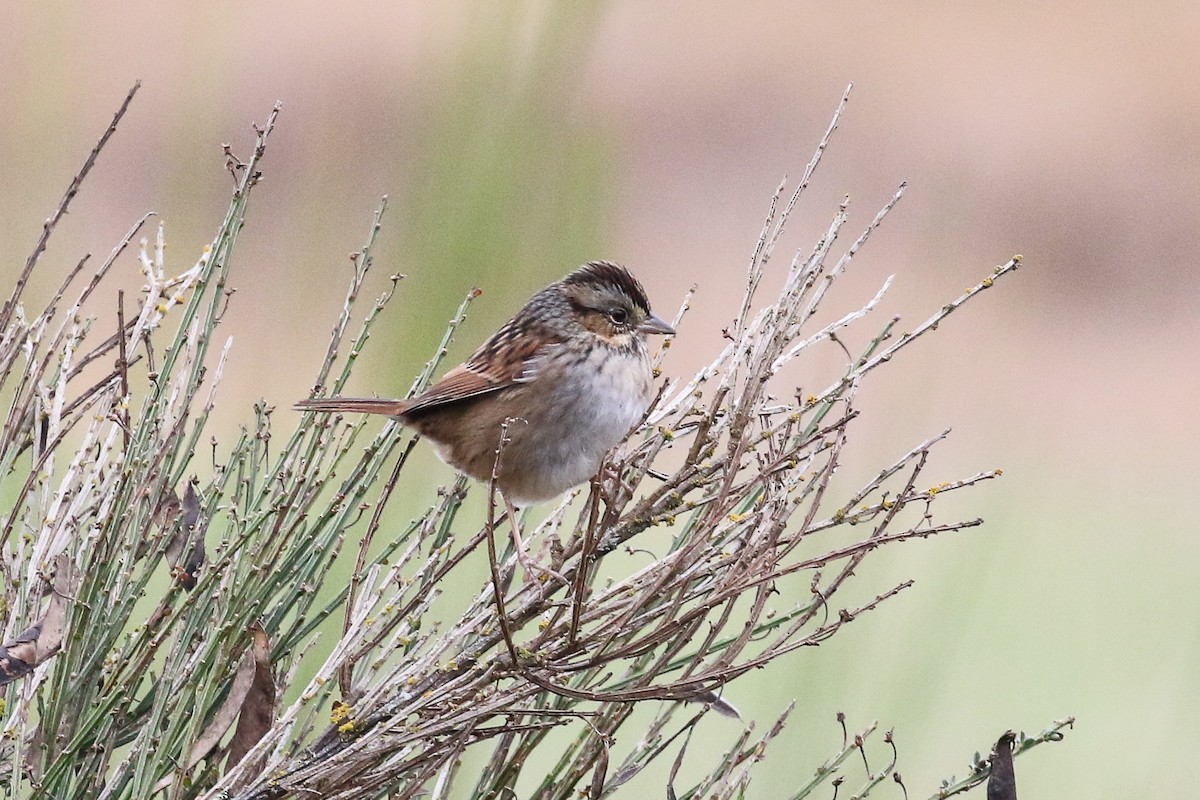 Swamp Sparrow - Blair Dudeck