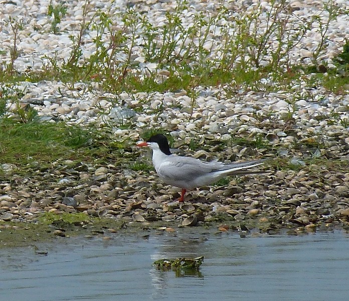 Common Tern - Gerco Hoogeweg