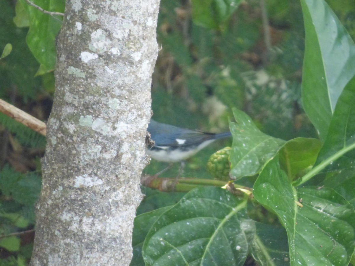 Black-throated Blue Warbler - ML121333161