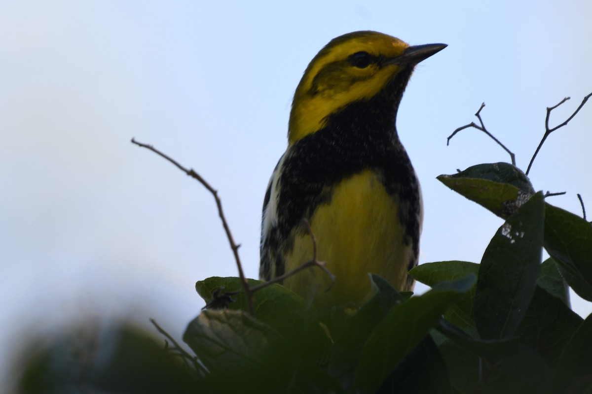 Black-throated Green Warbler - Dawn Abbott