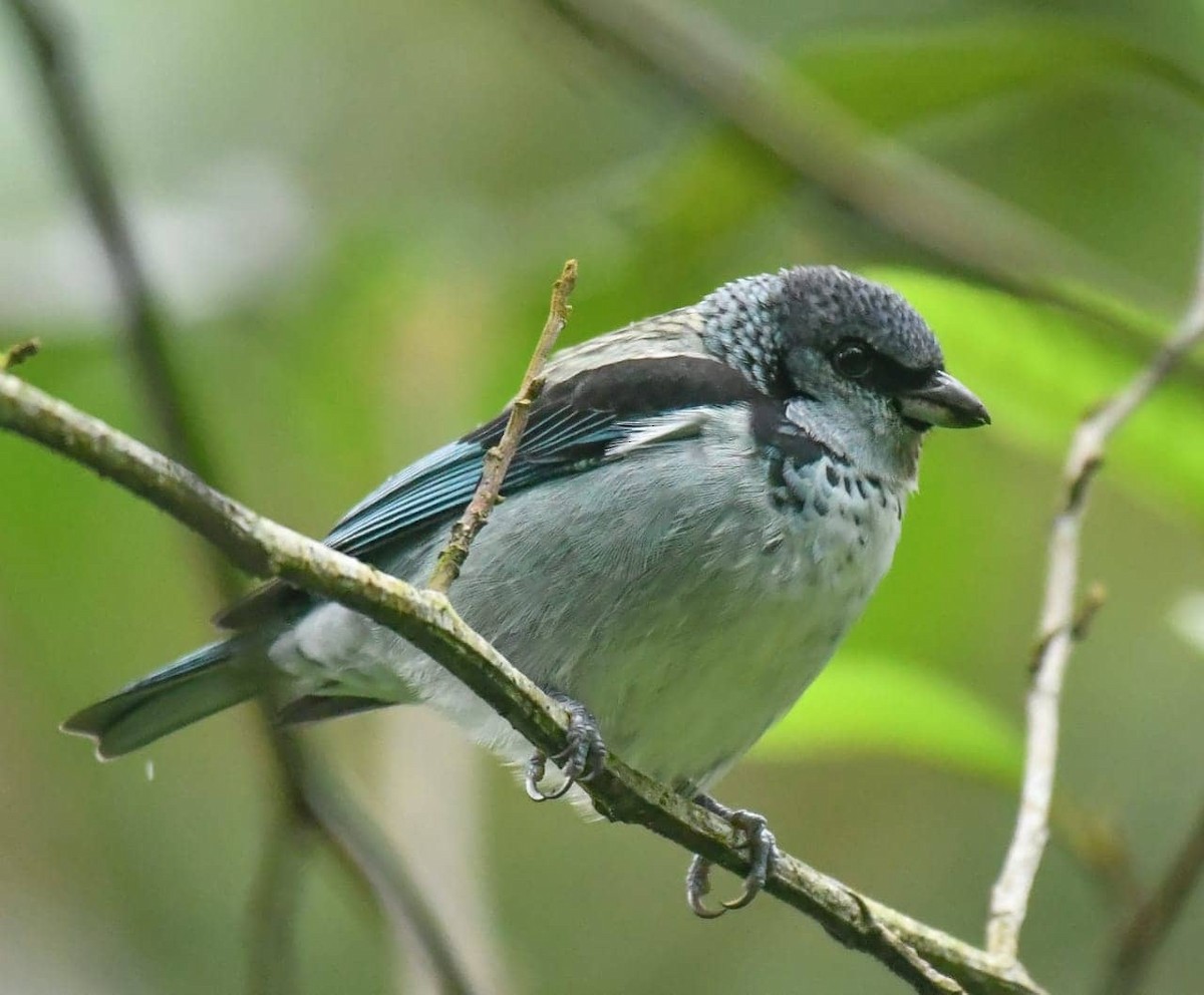 Azure-rumped Tanager - ML121335601