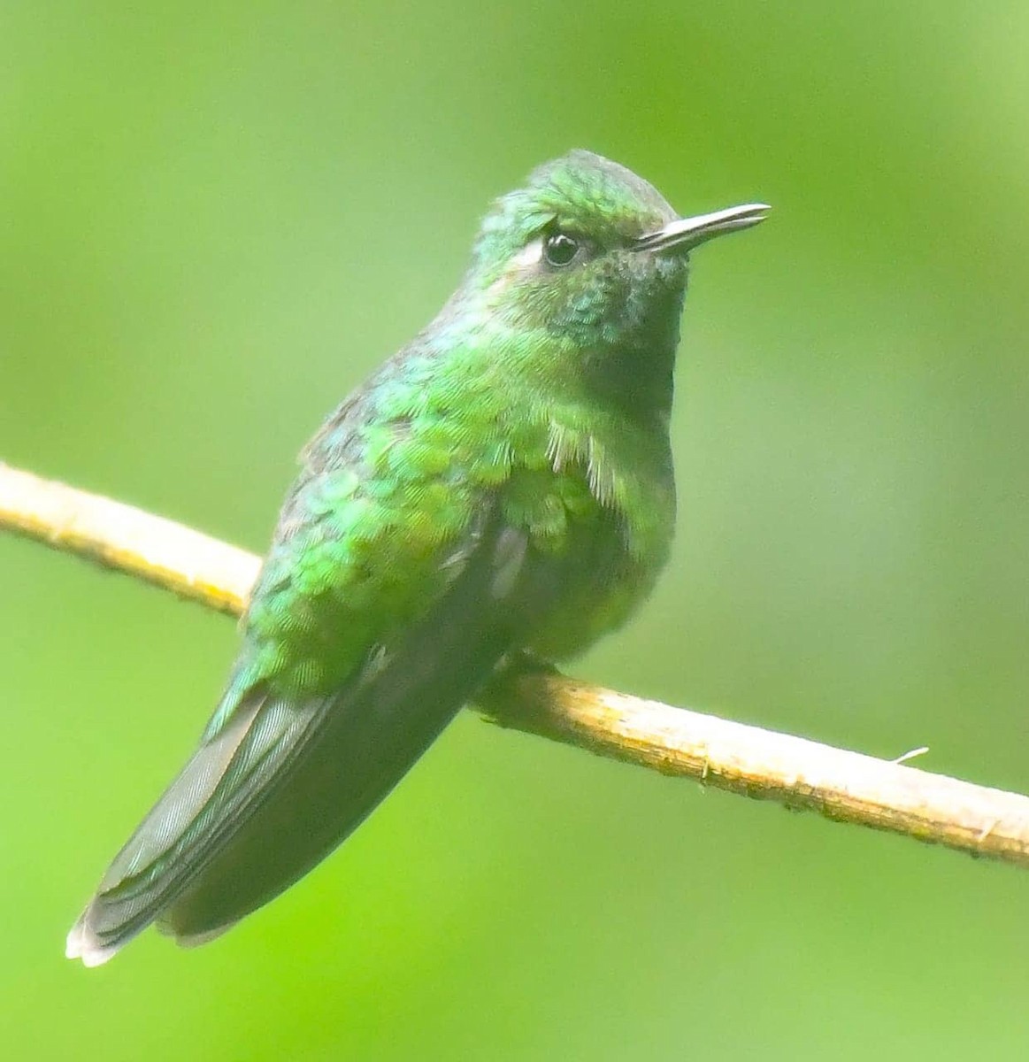 Emerald-chinned Hummingbird - Edgardo Orozco Díaz