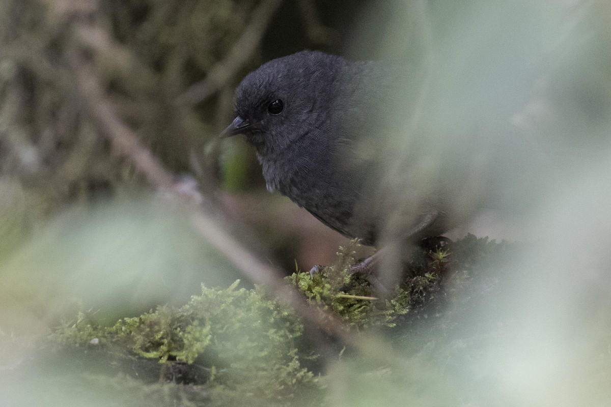 Pale-bellied Tapaculo - ML121337631