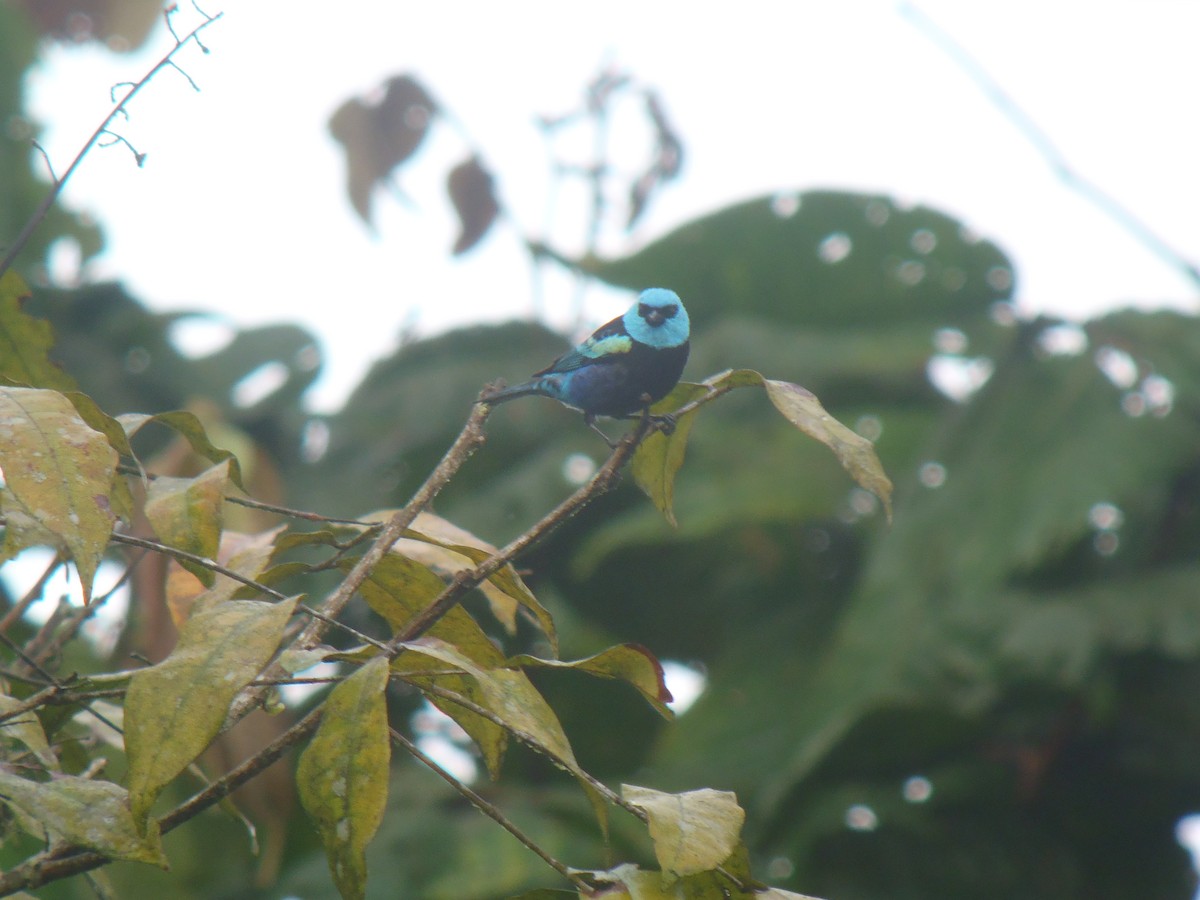 Blue-necked Tanager - ML121339281