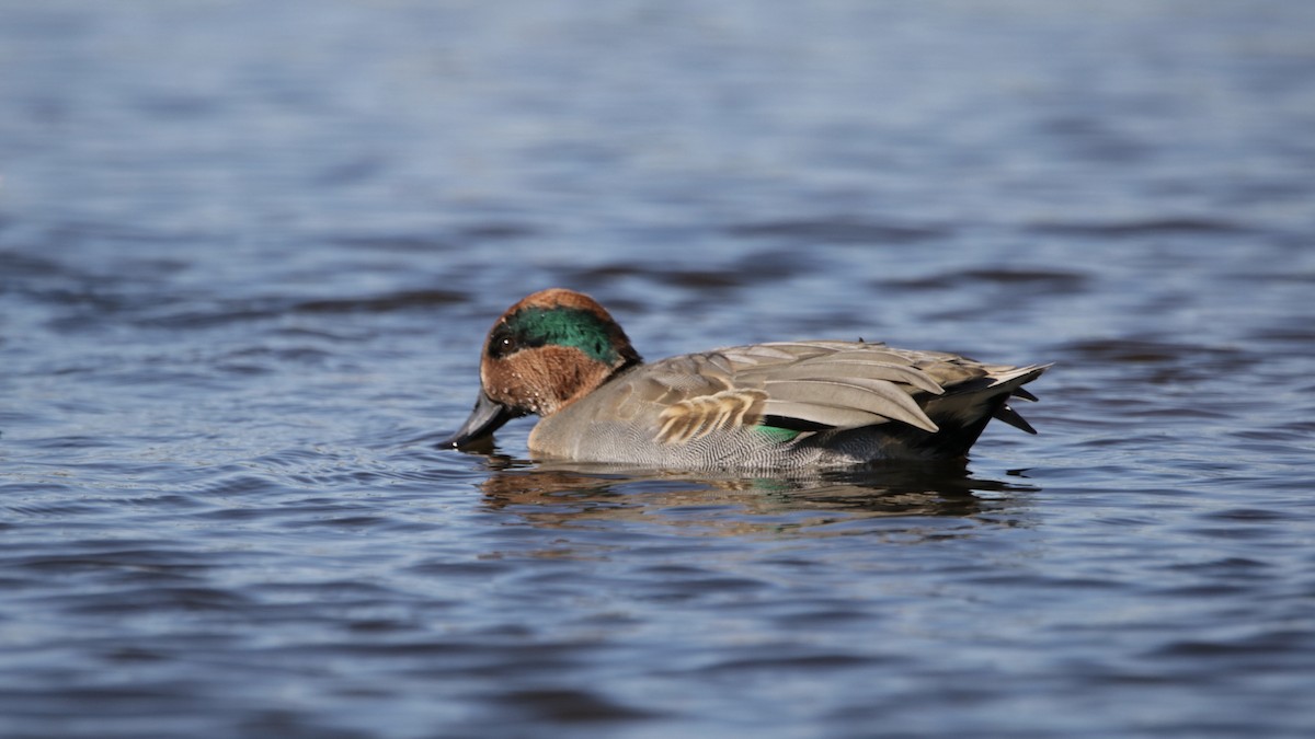 Green-winged Teal - ML121339401