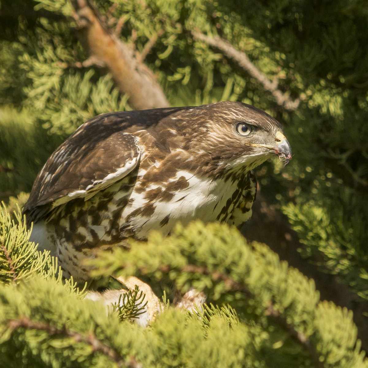 Rufous-tailed Hawk - ML121343151