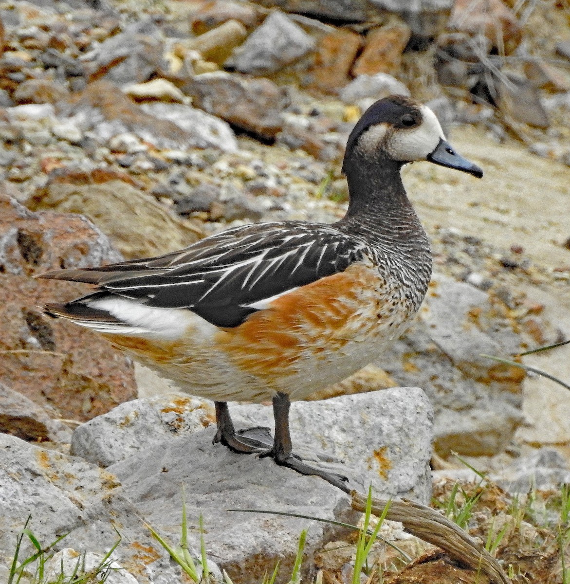 Canard de Chiloé - ML121344241