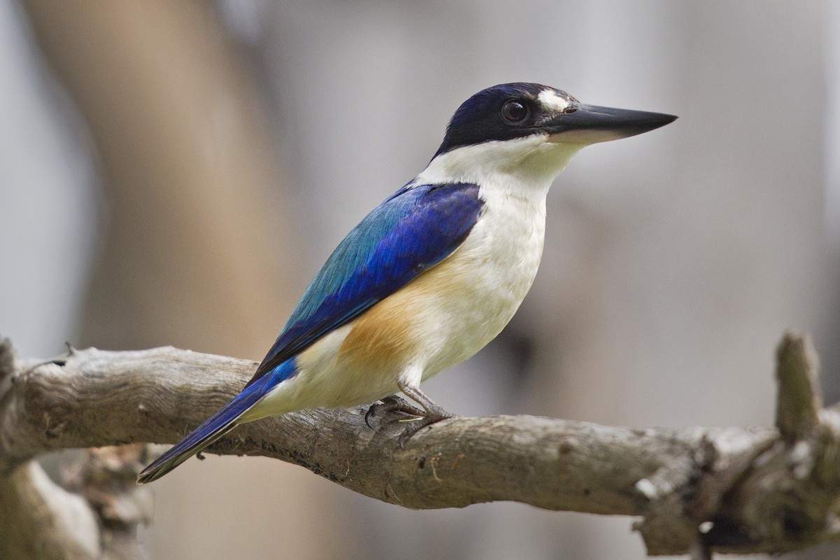 Forest Kingfisher - ML121345981
