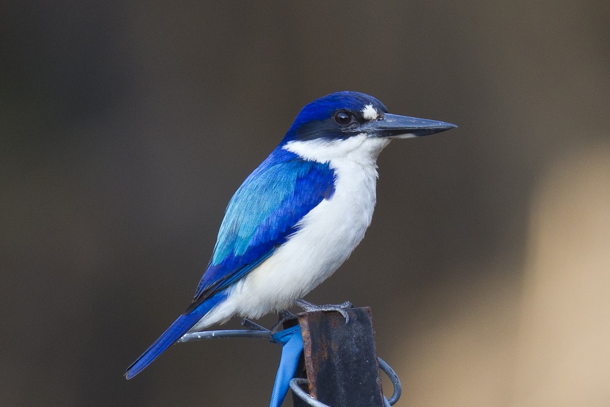 Forest Kingfisher - ML121346951