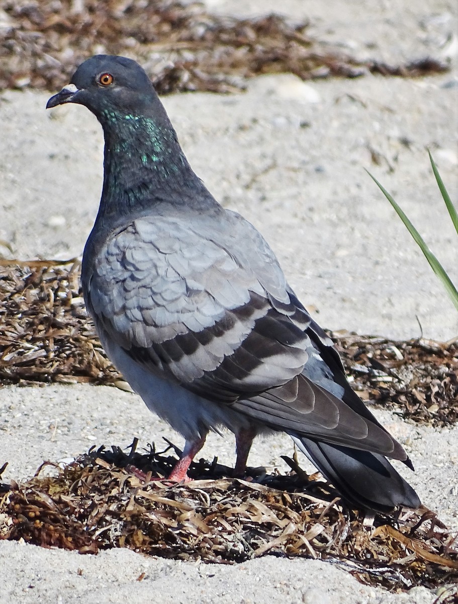 Rock Pigeon (Feral Pigeon) - Jim Sweeney