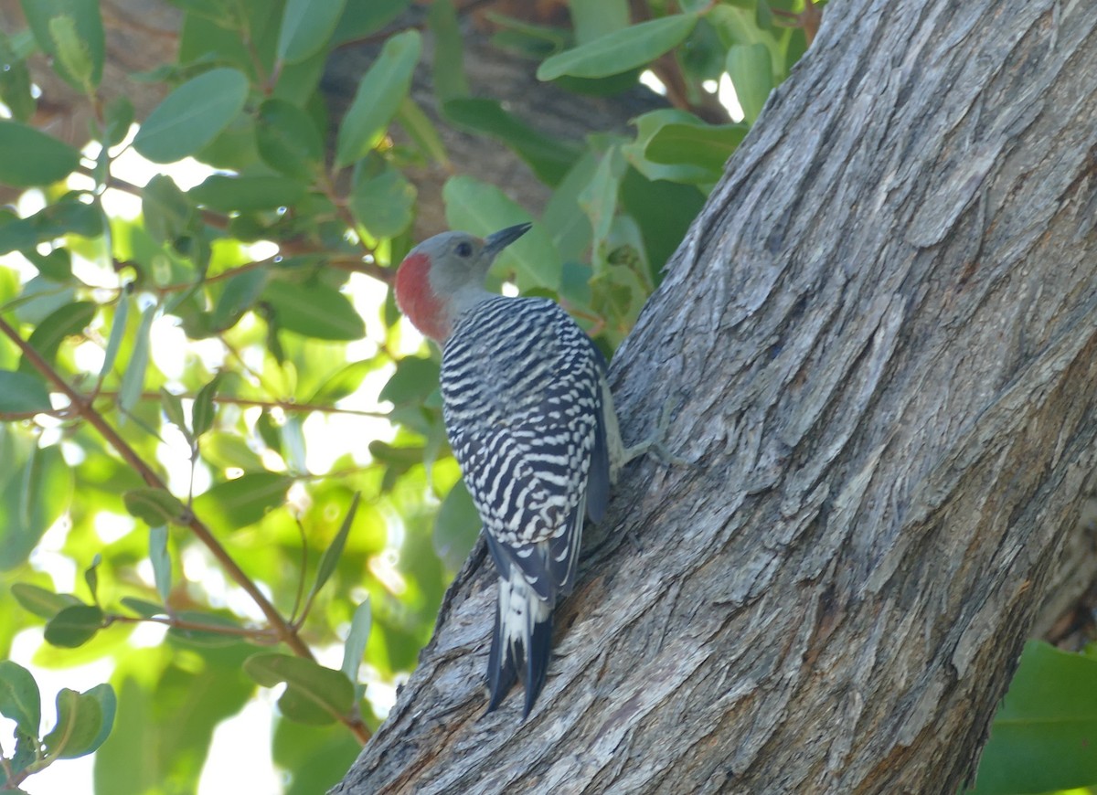 Red-bellied Woodpecker - Chris Payne
