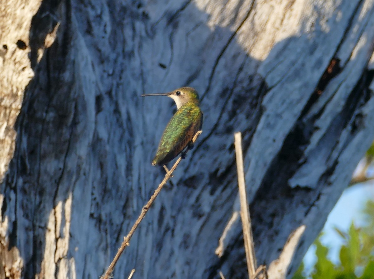 Ruby-throated Hummingbird - Chris Payne
