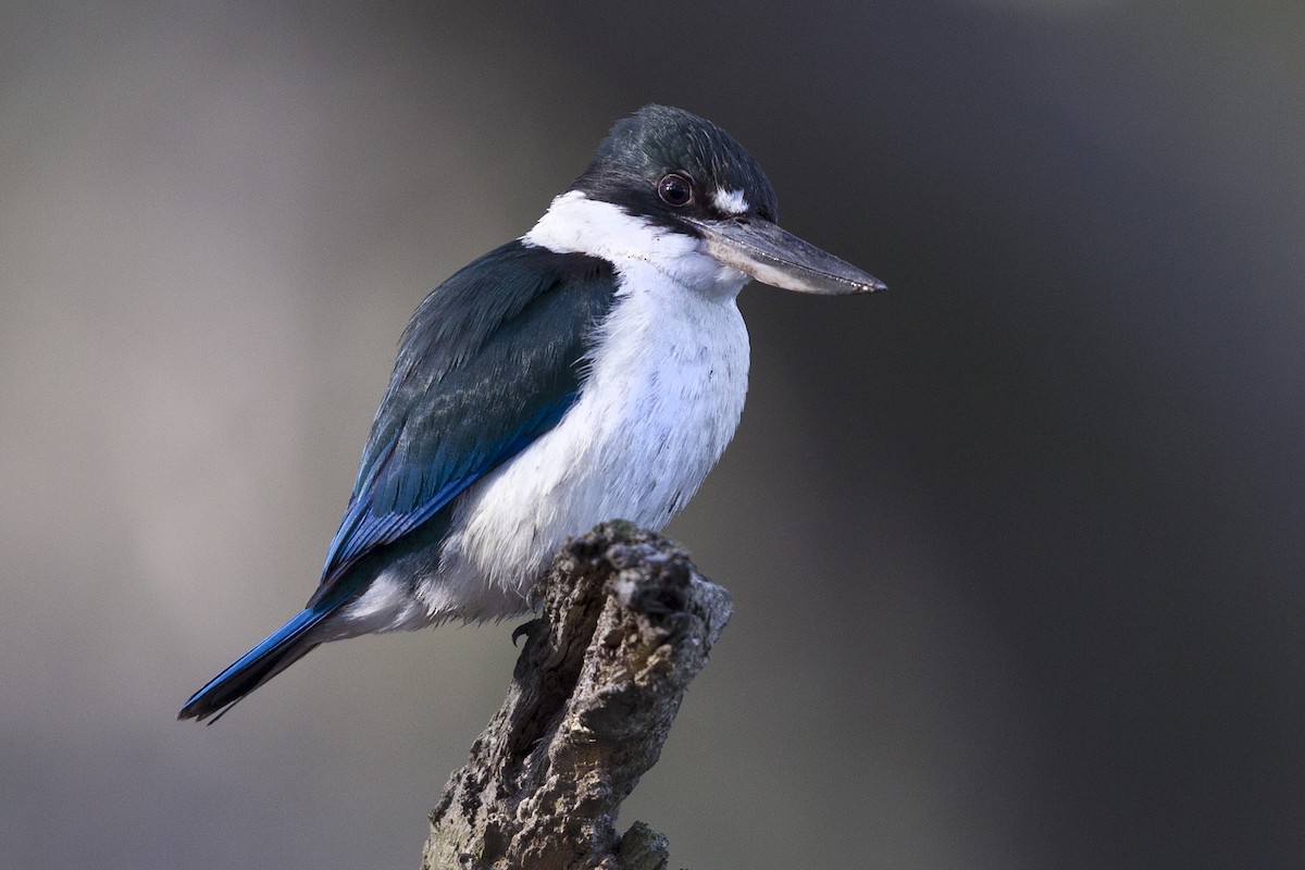Torresian Kingfisher - Mat Gilfedder