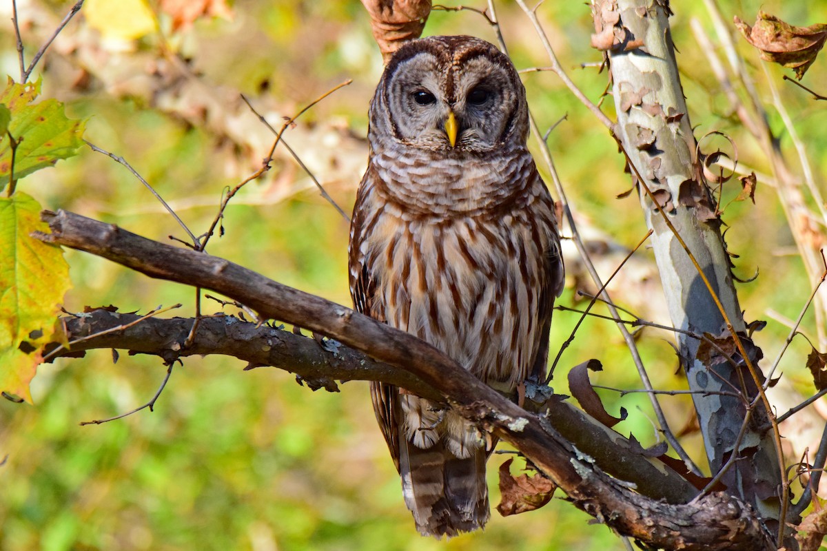Barred Owl - Perry Doggrell