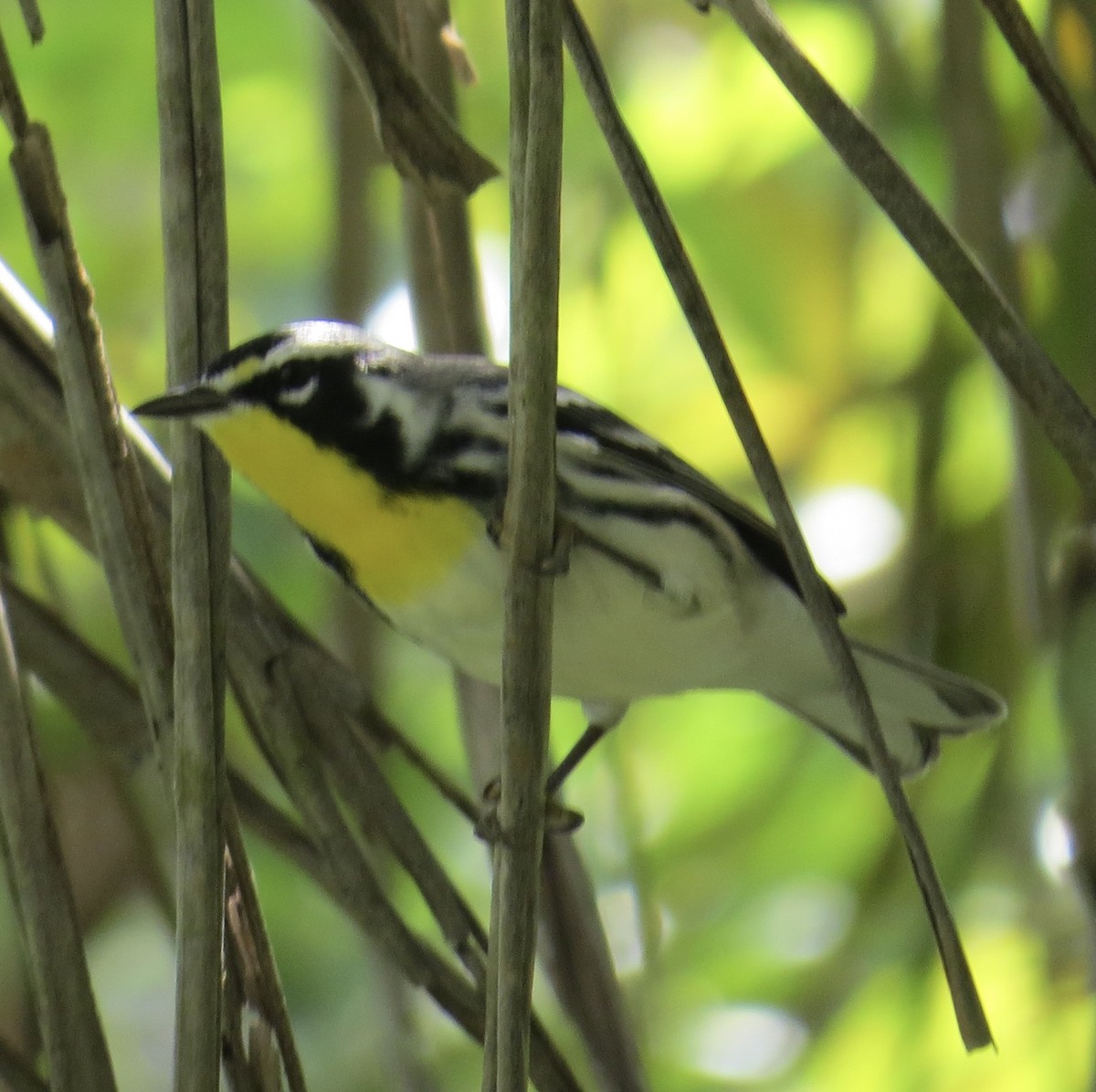 Yellow-throated Warbler - Fiona Sellar