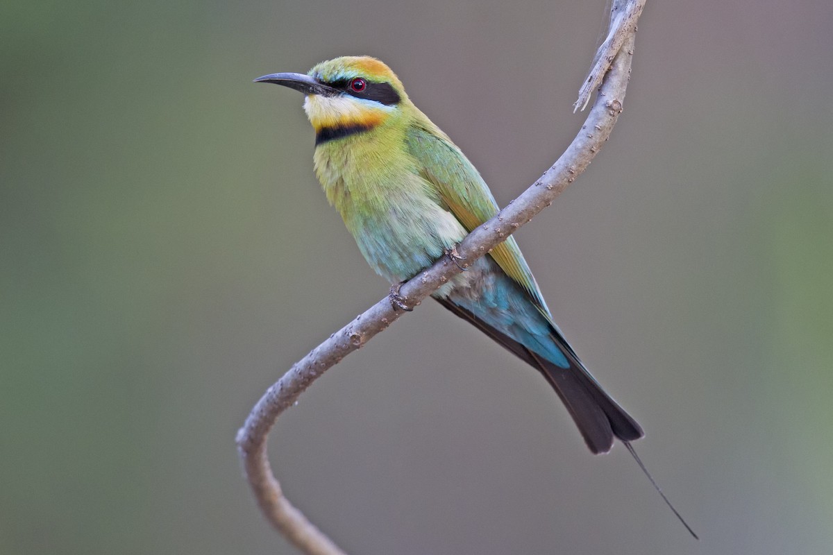 Rainbow Bee-eater - ML121354051