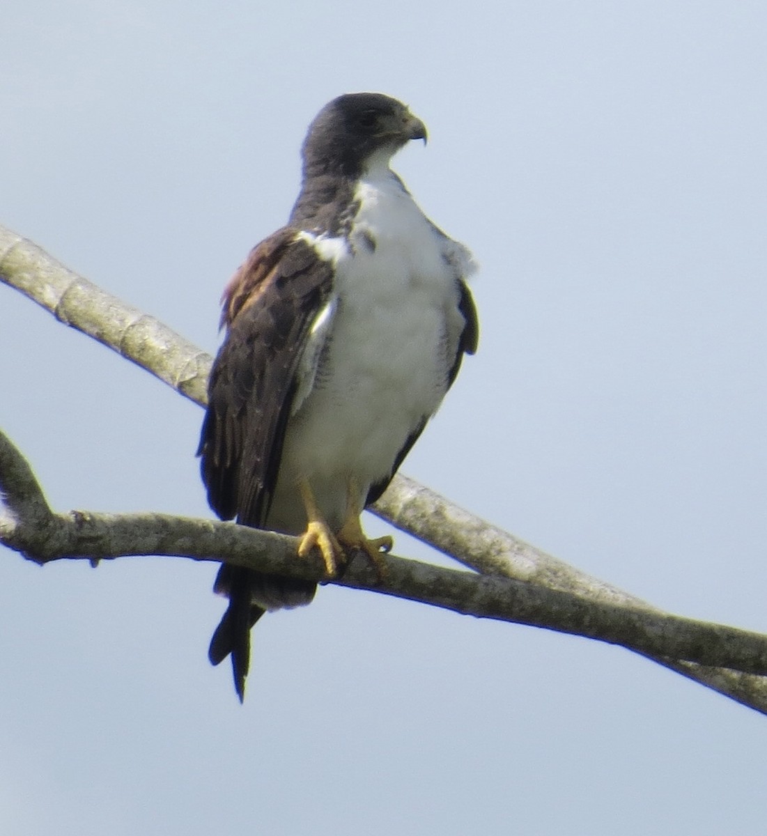 White-tailed Hawk - Fiona Sellar