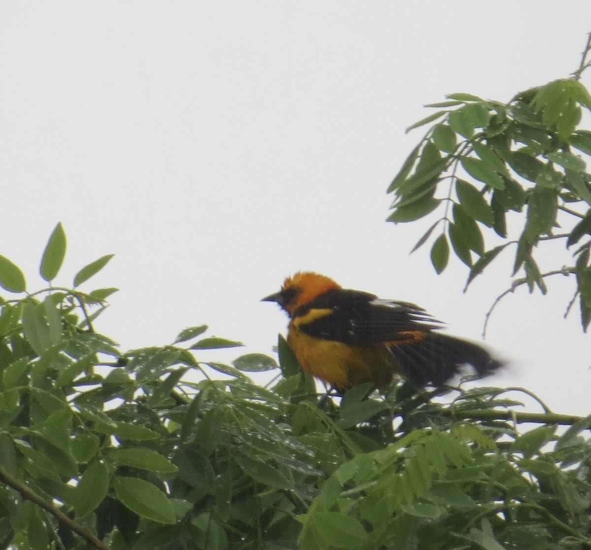 Spot-breasted Oriole - ML121356621