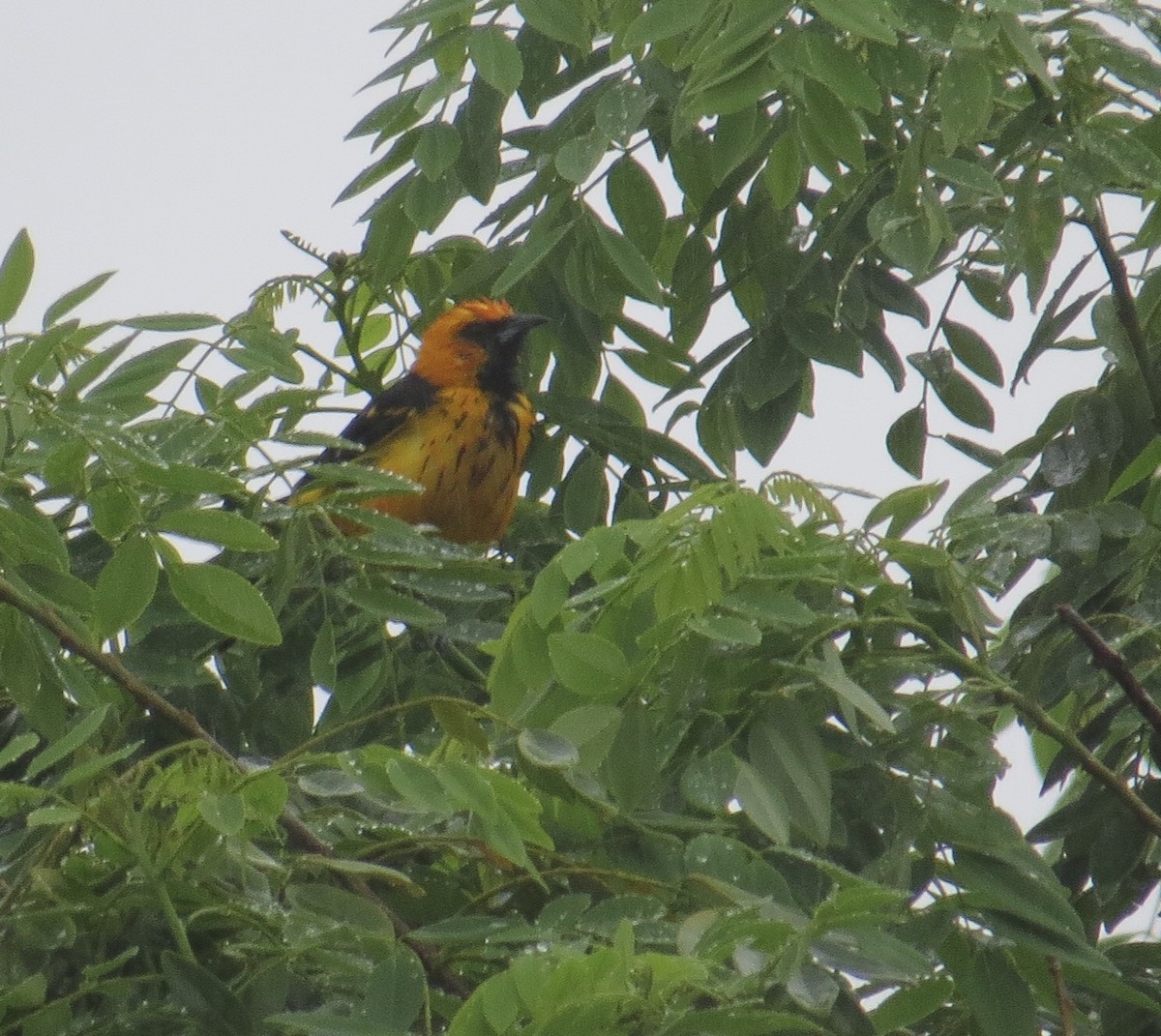 Spot-breasted Oriole - ML121356631