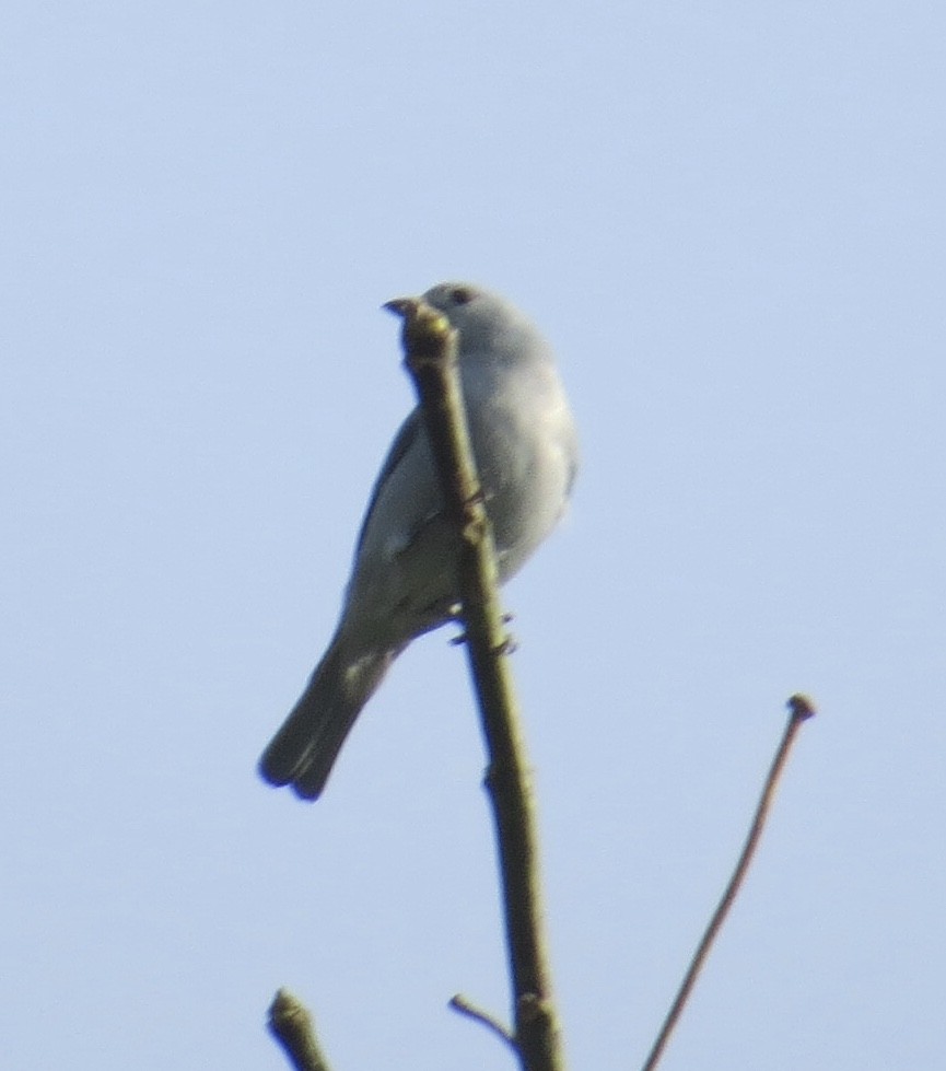 Blue-gray Tanager - ML121358961
