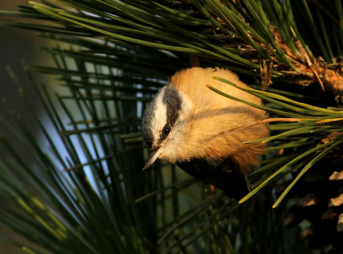 Red-breasted Nuthatch - ML121359761