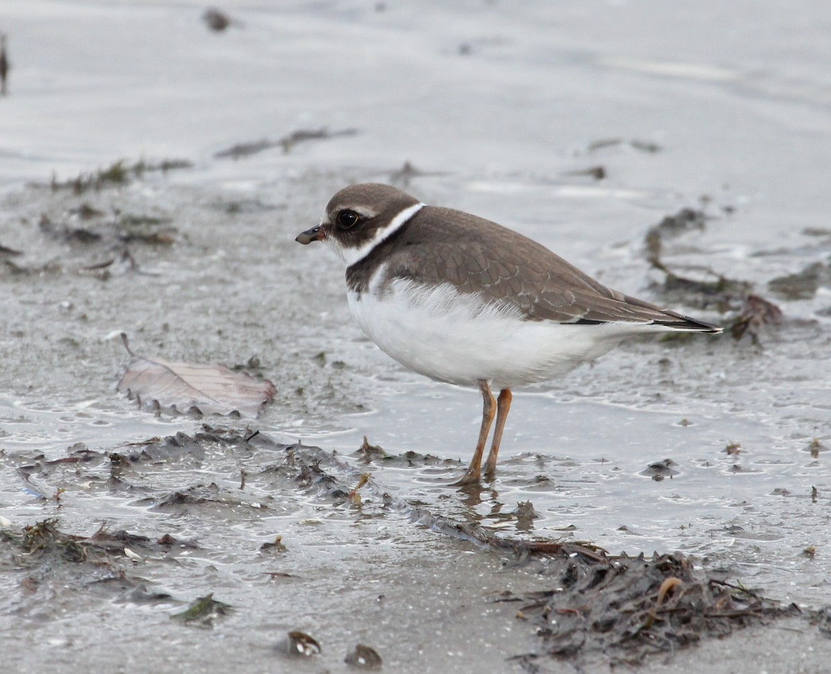 Semipalmated Plover - ML121360481