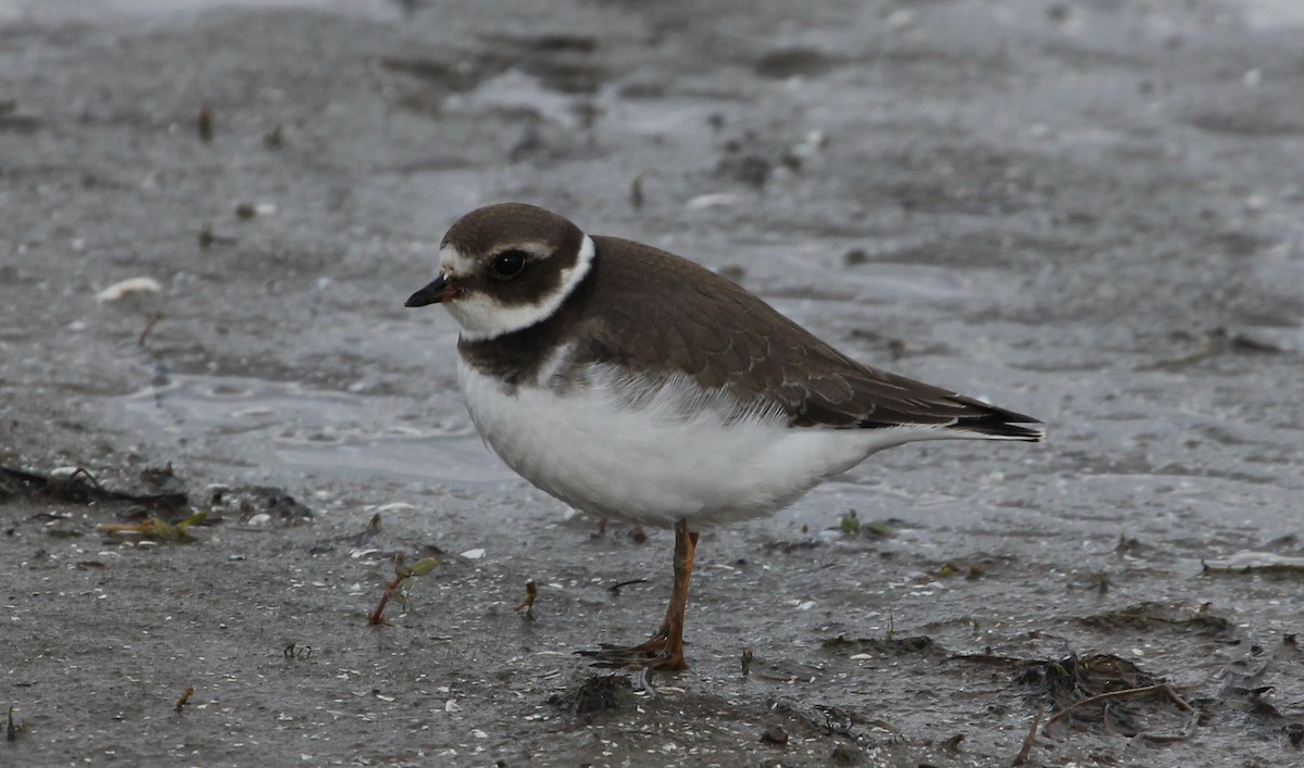 Semipalmated Plover - ML121360501