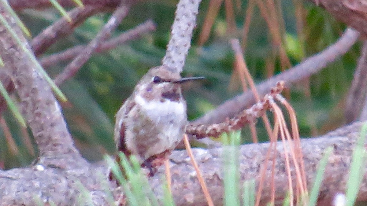 Costa's Hummingbird - Mark A. Brogie