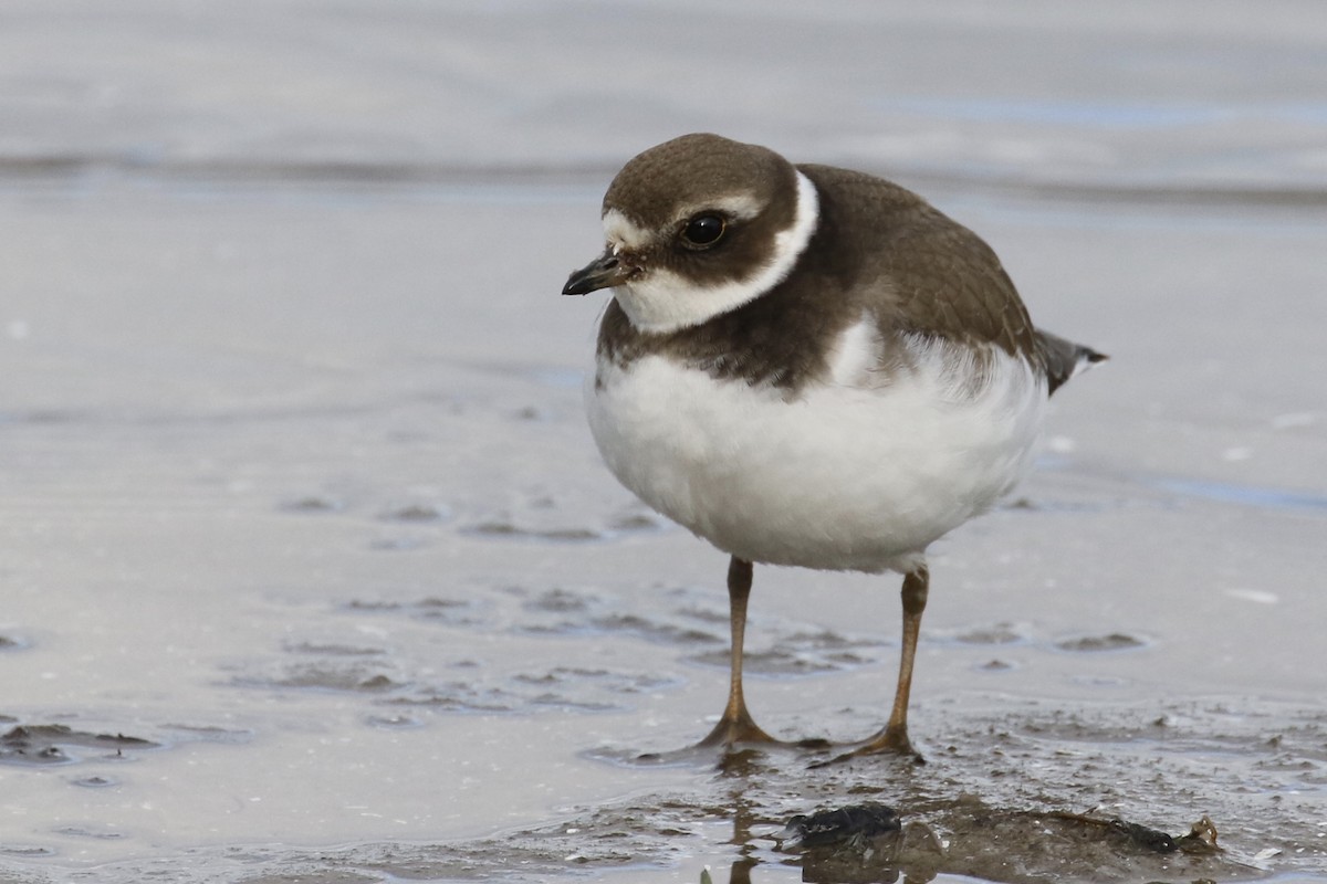 Semipalmated Plover - ML121362601