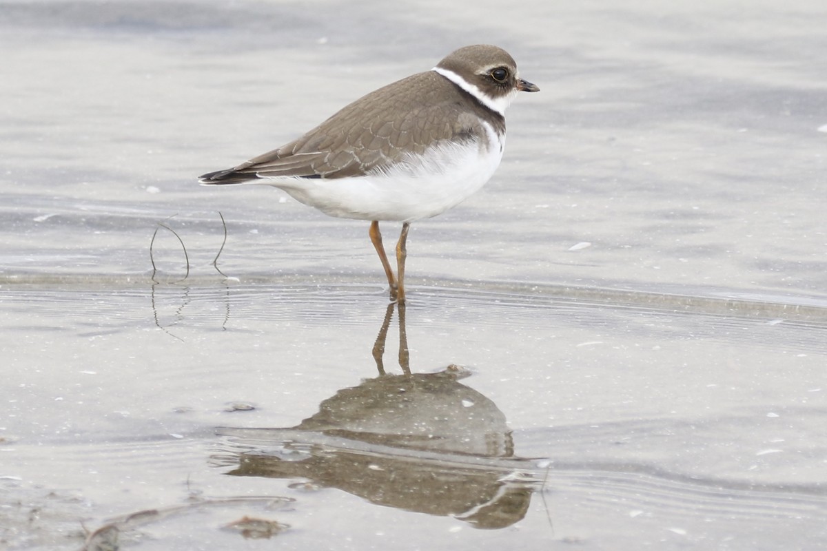Semipalmated Plover - ML121362611